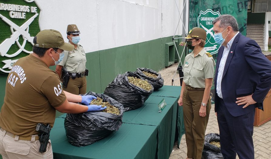 Carabineros del OS7 Aconcagua incauta 560 millones en marihuana elaborada: dos hombres fueron detenidos cuando cosechaban la droga